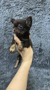 吉娃娃女
Chihuahua 
Female
F2
Dob 2个月多
