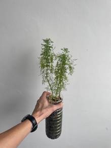 Indoor Dill Plant