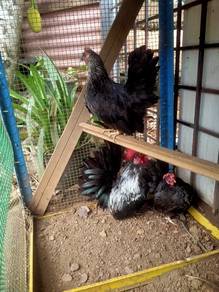 Japanese Bantam Jalak