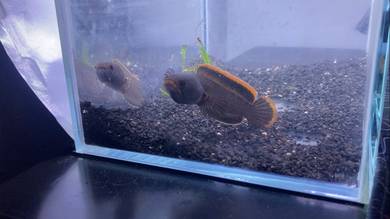 channa limbata