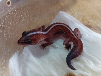 Fattail Gecko 