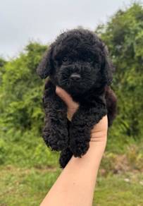 Toy Poodle Black