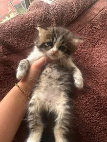 Persian kittens