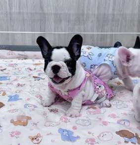 FRENCH BULLDOG PUPPIES S204🌻Cute Puppy Available