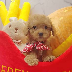 Poodle