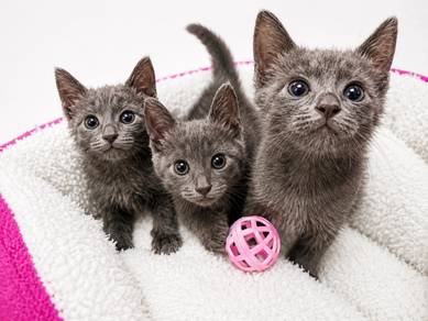Domestic Medium Hair Kitten For Sale