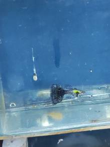 ikan guppy 