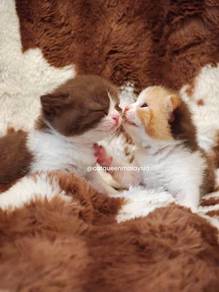 British Shorthair Calico
