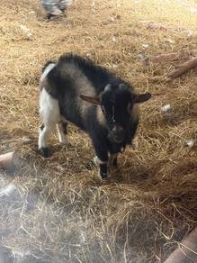 Pygmy Goat
