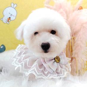 Poodle