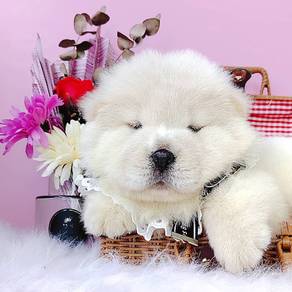 Chow Chow