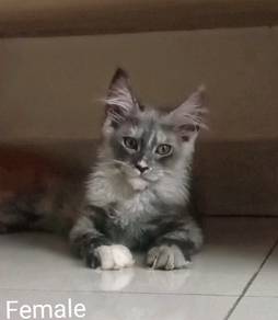 Maine Coon