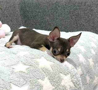 CHIHUAHUA PUPPIES CH264🌷 Head Apple Female