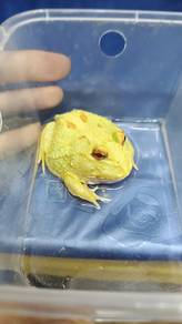 Pacman frog