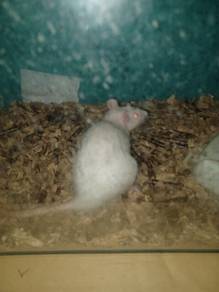 Tikus putih