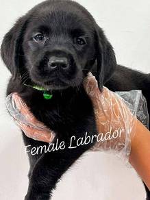black labrador retriever 3