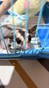 Sugar Glider