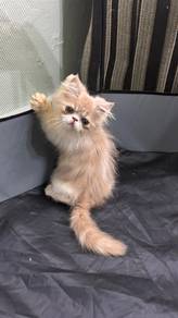 Anak kucing parsi Flatface