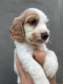 ENGLISH COCKER SPANIEL PUPPIES C37  🌻 Male