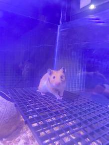 Hamster