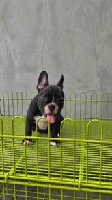 G1000 French Bulldog puppies