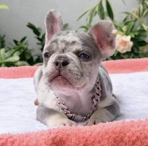 FRENCH BULLDOG PUPPIES VIP196🌻Cute & Healthy