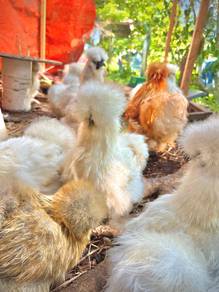 ayam silkie silkie chicken