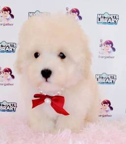 Maltipoo