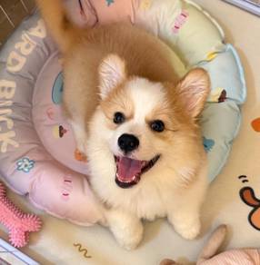 Welsh Corgi