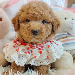 Poodle