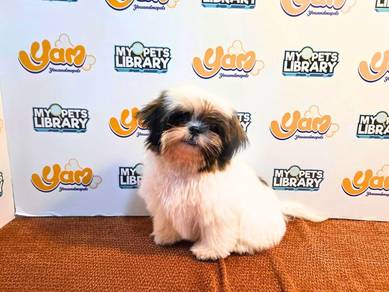 Shihtzu 29082614