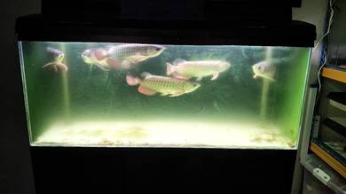 Mgbb arowana