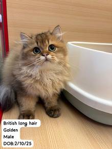BLH Golden Cat for Sale