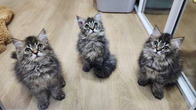 kitten 