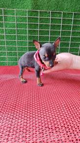 Mini Pinscher Puppies 2603A