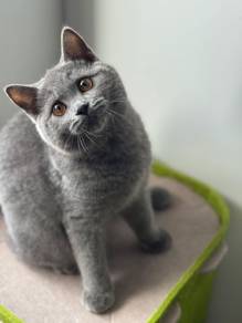 BSH British Shorthair Pure5-6 Months (Male Female)