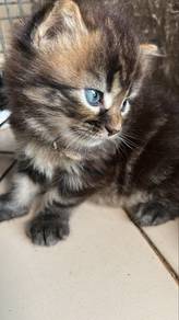 KItten