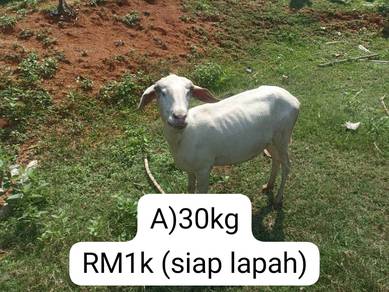 kambing qurban/aqiqah