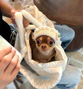 Chihuahua
