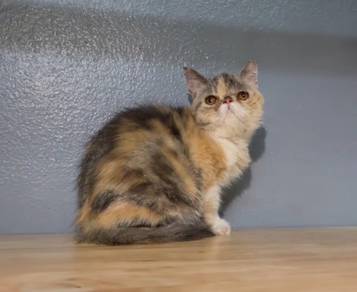 Exotic shorthair female kucing
