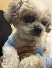 Pet adoption