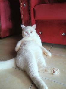 sepasang BSH nak jual