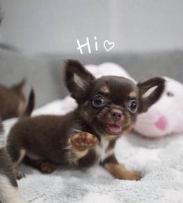 CHIHUAHUA PUPPIES 312 🌷Head Apple Cute Dog