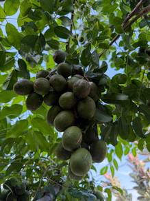 Ambra Fruits
