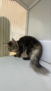 Kucing Mainecoon pure