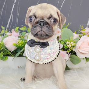 Pug