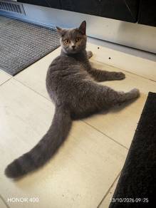 British Short Hair Female