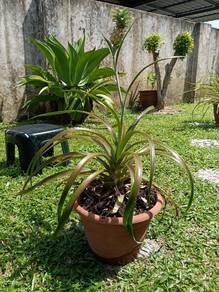Pokok Nenas Hiasan