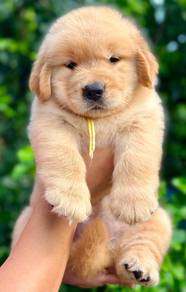 Golden Retriever