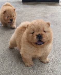 FLUFFY CHOW CHOW PUPPIES C315 🌻 Cream Available